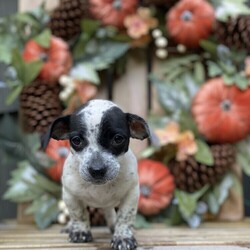 Adopt a dog:JOLLIE/Australian Cattle Dog / Blue Heeler/Female/Baby,JOLLIE: 8.5 weeks and 5lbs (as of 10/2/21), Heeler Mix, Spayed Female, High Active - Estimated to Be About 35lbs Full Grown 

Please Note: We can not guarantee full grown size nor breed mix. Both are educated guesses. 

Home Recommendation: A high active household that is ready to take on the joys (and lots of hard work) of raising a puppy. They are working breed puppies so they are wicked smart and will need lots of stimulation and exercise as they grow into young adults. This breed mix requires an owner with some working breed primary dog ownership. Sorry to disappoint but if your dog experience stops at 