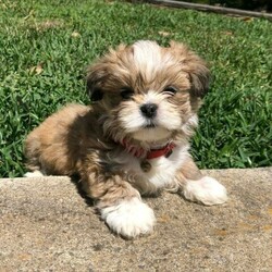 Lhasa Apso x Shih tzu puppies/Lhasa Apso//Younger Than Six Months,These big boys is looking for a forever homes. Born on the 30th of August 2021. Ready around the 25th of October 2021. Mom is a Lhasa Apso and Dad is a Shih TzuThe puppies will be microchipped and vet checked before moving to their new home.Puppies will only go to dedicated owners and good homes.Please message for further details.BIN0009042480644