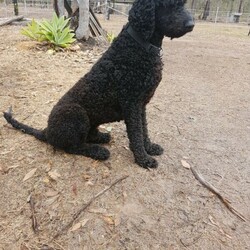Adopt a dog:Standard groodle puppies///Younger Than Six Months,We have a litter of groodle babies available to loving homes, born on the 9th of august they are 8 weeks old, microchipped, vaccinated, wormed, health checked and come with a puppy pack.Mum is a 2nd gen groodle and dad is a standard poodle,We are located in the lockyer Valley 40 minutes from Toowoomba and Ipswich and an hour from Brisbane, we can organise transport to nsw and VicRPBA# 155BIN# 0004167974058