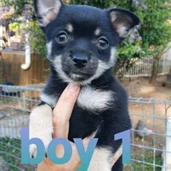 Pomeranian puppies x chihuahua/Pomeranian//Younger Than Six Months,4 beautiful puppies ready to go to their forever home . They all come with vet checked, microchip and first vaccination.BIN 0007753751724PRBA 7923