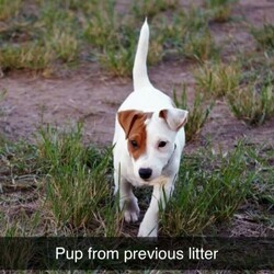 Purebred Jack Russell Pups/Other//Younger Than Six Months,Purebred Jack Russell pups (two males available) available to the best of homes only. These pups along with their parents have been raised on our cattle property in Toogoolawah QLD. They will be well socialised with children and other animals.RPBA No. 1232BIN 00088997927852Puppies will be vaccinated and microchipped at 6 weeks of age.Ready for their new homes at 8 weeks on 27 November 2021.