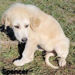 Adopt a dog:Spencer/Great Pyrenees/Male/Baby,Meet Spencer. Born approximately June 2021, he is super cute and sweet and loves everyone he meets. He is inquisitive, bouncy, and fun but also loves to be cuddled.

There is a lot for a puppy to learn so he will need to find a home where someone is very available to him in these early days. He loves the companionship of other animals and requires another dog to act as his mentor as he continues to understand the rules of his new world.

Currently his Foster family is teaching him the difference between his toys and others' prized possessions. This cute little boy is not going to be little for long. Now is the best time to jump in and continue mentoring him. It is going to be so fun watching him fill out and fit into those big paws.

ADOPT HERE: Complete an Adoption Application for your Pyr-fect new family companion at https://gprs.rescuegroups.org/forms/form?formid=6206.

PUPPIES ARE ONLY PLACED IN HOMES WITH YOUTHFUL, PLAYFUL RESIDENT DOGS WHO ARE AT LEAST 50 POUNDS.

Our requirements for puppy adoptions are simple and necessary.

	Our puppies are not livestock guardians, they are family pets that live inside of the family home.
	Puppies must be placed in homes with a youthful, adult resident dog of similar size. This gives the puppy a mentor and a solid foundation for becoming part of the family.
	Puppies are only adopted to homes with someone at home at least part of the day. If no one is home for 6-8 hours at a time, please do not apply.
	Preference is always given to those with Great Pyrenees experience.
	Applicants must have secure, visible fencing and a socialization plan in place.
	The fastest way to be considered for a puppy is to fill out an application. Adoption is not first come, first served. GPRS and its fosters work diligently to find the right fit for each and every unique dog and puppy.
	Applicant's personal pets must be current on vaccines & heartworm/flea prevention and be altered.

Adoption fee: $450 (Adoption fee includes spay/neuter, heartworm test, rabies, distemper, parvo and health certificate for travel). Northwest adopters pay the cost of transport to independent transport service ($225).

GPRS has proudly placed thousands of Great Pyrenees and GP mixes in the PNW for over a decade. Our volunteers have over 100 years combined experience fostering, screening, and placing this majestic breed into loving, forever homes. When adopting from us, you can rest assured that we provide life-long support and advice when it comes to your new family member. As always, our purpose is to find the best match for every unique dog that comes through our doors. Taking the time to find the right fit comes first and foremost at the Great Pyrenees Rescue Society. If you are interested in adopting, please take the time, and apply. You will see firsthand how much care, attention and love goes into the process, when you are guided a personal screener. This is why we have people come back again and again for their next family member! See all our dogs, fill out an application and discover why we are the BEST at placing the right dog in the right home! https://gprs.rescuegroups.org/.

ADOPTION, FOSTERING, AND DONATIONS are just some of the ways you can help a rescued dog. We have worked hard to cultivate a large network of volunteers to save this majestic breed. While monetary donations are always much appreciated, you can also help by donating your time as a GPRS foster or volunteer.

FOSTER HERE: Apply to foster at dog at https://gprs.rescuegroups.org/forms/form?formid=6281 .

VOLUNTEER HERE: Let us know your interests in helping our Pyr friends at https://gprs.rescuegroups.org/forms/form?formid=6272.