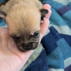 1 beautiful female Pomeranian x Chihuahua puppies/Pomeranian//Younger Than Six Months,Girl A- SOLDGirl B-Girl C- SOLDGirl D- SOLDBoy A- SOLDMum is tan Pomeranian x ChihuahuaDad is tri colour pure chihuahuaAvailable just before HalloweenWormed at 2,4 and 6 weeks and vaccinated/ Microchipped