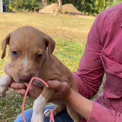 Adopt a dog:Catahoula x puppies for sale/Other//Younger Than Six Months,Catahoula x puppies for sale5 boys 4 girlsWill come microchipped, vaccinated & wormed.Ready to go 24th October.PM for more info.BIN0010246899210