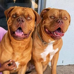 Dogue De Bordeaux Purebred Puppies/Dogue De Bordeaux//Younger Than Six Months,Excited to announce a new litter born 28/8/21.Limited papers $3000, full mains $3500.1 male and 1 female leftWe are a small kennel located in Gympie. Our Dogs carry some wonderful AUS & EUR Champion Bloodlines and we are extremely proud of them!Breeding for type soundness & high quality.Rawdogues Sky Rose x Muttutios TempestadeBoth dogs can be viewed in our active profiles.All puppies will be fully vaccinated and microchipped.Available to approved good homes at 8 weeks of age.More images to come once litter is born.All enquires and expressions of interest are welcome.Dogs QLD Member - 4100139230Please contact Dogs QLD on email: inf******@******.au to verify my membership. REVEAL_DETAILS Breeder Supply Number : BIN0003889705186