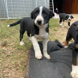Working Border Collie Pups for sale/Border Collie//Younger Than Six Months,2 B/W girls and 2 Tri Boy border collie pups, working parents, calm pups ready to go in a week. Will suit active home, trial, sheep or sports.
