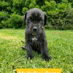 Adopt a dog:Beautiful Neapolitan Mastiff X Bullmastiff Puppies/Neapolitan Mastiff//Younger Than Six Months,Miss Reed (Black Brindle) - $5,500Miss Red (dark brindle) - $5,500Miss Mint (Blue) - $5,500Miss Blue Camo ( Dark Brindle ) - $5,000Mr Fireball ( Dark brindle ) - $4,800Mr Yellow Camo ( Black brindle ) - $5,500Mr Red Camo ( Brown ) - $5,500Puppies will be Microchipped , vaccinated and vet checked on Monday the 22nd on November at 6 weeks and 2 days old.- Ready to be picked up on the 4th of December{ REGISTERED BREEDER } with RPBABreeders number 5516- I have been breeding for the past 5 yearsDam - Neapolitan Mastiff X BullmastiffsSir - Pure Bred Neapolitan MastiffColour - TawnyAll parents can be viewed to judge temperament and see how well they interact with kids and animals.PUPPIES WILL BE-•Wormed every 2 weeks till 8 weeks of age when they'll leave to their new homes•Microchipped•Vaccinated ( a voucher will be given for second vacation to all new owners)•A Black hawk and personalised puppy pack will be given to all new owners with the basic things you'll need to start off.•Vet checked at 6 weeks - will come with a vet passport• Basic toilet training•Basic sit/lay down training will be done if not completedI OFFER 24/7 help and support along the way and for the entirety of the dogs life.I make weekly updates once the females are pregnant and once the puppies are born allowing new owners to see their puppies development along the way.There will be a contract to sign that if at anytime you cannot keep the pup in the entirety of it's life, it'll come back to me and I'll retrain and re-home .All dogs have been raised in a family home environment.Great with kids and animals.I take pride in all my dogs and their puppies so I will only sell to approved homes. Even after viewing and meeting you in person I can change my mind and remove you from the waiting list.There are " 7 REQUIRED QUESTIONS " that must me answer before I even consider you as a potential owner.Puppies must also NOT BE DESEXED "Untill they are 3-4 years old"If you have any questions please don't hesitate to ask.I have a private Facebook group where my waiting list is welcome and a tiktok account.Located in the south west , western Australia