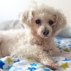 Adopt a dog:Noni Spumoni/Miniature Poodle/Female/Senior,“Ask not what your dog can do for you…”. Noni is not a dog that will bring you her favorite toy or wag her tail like crazy when you pet her, she is just not overly demonstrative as a rule BUT, when she cuddles up to you and sighs contentedly, or gives you a lick on the nose, your heart will swell with love for her. Noni landed in a shelter after she was abandoned in traffic at the age of 12 yrs, blind and hard of hearing, neglected and too weak to even stand. Noni hasn’t looked back since leaving the shelter. She eats like a little horse, is strong and walking again. She is in very good health overall, mobile (with some limitations) and alert. Noni is a sweet little lady who really loves to cuddle up to her people, she will sleep snuggled under your chin all night and enjoys napping in her bed with a friendly cat. She loves to have a good supervised snoop outdoors for her exercise (as well as regular visits outdoors for her pees and/or a poops). If she’s in wandering around mode indoors or you have to be away from the house for a few hours, just pop a diaper on in order to avoid accidents. She has great difficulty walking on slippery floors as her feet slide out from under her. Noni requires daily brushing – which she adores - and regular visits to a gentle groomer so that her coat does not become overgrown. She has daily eye medications, and arthritis medication as needed. Noni enjoys car rides and would be happy to accompany you everywhere and, at only 14 lbs that’s easy. If you would like to open your heart and home to a deserving and very special, sweet, senior lady, have a safe and level outdoor area (Noni can’t do stairs), and no-slip flooring or plenty of area rugs placed close together, look no further. Noni is very well suited to a home with cats but she tends to be very assertive with other dogs so they have to be extremely tolerant of her bossy antics in order to be a good fit. Gentle, mature older kids in the home would be fine. Her best fit adopters must have experience with senior dogs who require extra attention. Please note that we are currently set up to adopt within the Los Angeles county area.