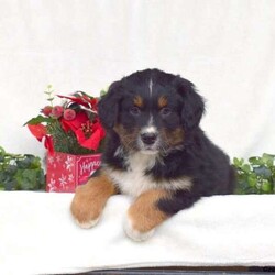 Timmy/Australian Shepherd/Male /8 Weeks,Here comes Timmy! This adorable Australian Shepherd puppy is one of a kind and can’t wait to spoil you with love and attention. Timmy is family raised with children and will always be at your side. He is vet checked, up to date on shots and wormer, plus comes with a 30 day health guarantee provided by the breeder. To welcome this perfect pooch into your home please contact Jacob & Susan today!
