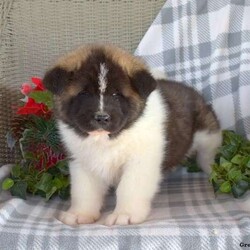 Bandit/Akita/Male /6 Weeks,Here comes Bandit! This adorable Akita puppy is one of a kind and can’t wait to spoil you with love and attention. Bandit is family raised with children and will always be at your side. He is vet checked and up to date on shots and wormer. He can also be registered with the ACA and comes with a health guarantee provided by the breeder! To welcome this puppy into your home please contact Steven today.