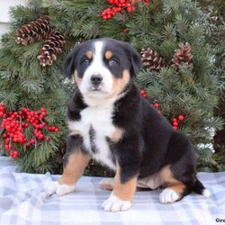Dolly/Greater Swiss Mountain Dog/Female /6 Weeks,Meet Dolly, a cute and playful Greater Swiss Mountain puppy! This cuddly pup is vet checked, up to date on shots and wormer, plus comes with a 1 year genetic health guarantee provided by the breeder. Dolly would make the best addition to anyone’s family. To find out more about this friendly pup, please contact the breeder today!