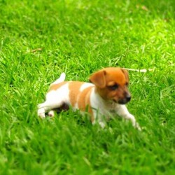 Adopt a dog:Jack Russell/Jack Russell Terrier//Younger Than Six Months,Jack Russel cross Fox Terrier $1,5001 Girls 1 Boy left black and white8 weeks old wormed, vaccinated, microchipped and ready to goBeautiful natured dog