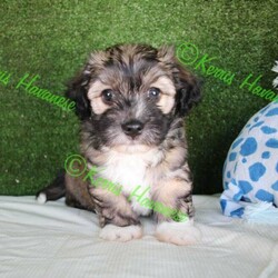 Adopt a dog:Havanese Pedigree Puppies/Havanese//Younger Than Six Months,If you are reading this then there are puppies available.Puppy will be ready to go from early February 2022 at 9 weeks of age.I cannot send to WA, NT or TAS as I will not fly my puppies.Are you looking for a pup to join your family; a pup that is very smart, easy to train, loves people and other animals, looks glorious and will keep you totally entertained? The Havanese breed is exactly what you are seeking. They are pure bred registered puppies, are raised in the house then into their own dedicated puppy yard filled with toys and stimulating things to do. They are kept with their Mum and are well socialised with many different animals and lots of human contact. The Havanese are low-shedding and non-allergenic so many people with alergies cope well with the breedPuppy's come with pedigree papers, microchipped, two vaccinations and vet wellness reports, 6 weeks insurance and forever breeder support.Before considering a x oodle breed, have a look at the Havanese knowing you are getting many generations of healthy, well cared for dogs with a full history.Breeder - MDBA - 11118Please view website for lots more information www.kerrishavanese.com - then click on the link on the Puppies page to complete the Questionnaire.If responding from Gumtree site please do not just forward their standard reply. Provide me with some information on why you are seeking a Havanese and some information on your environment and family and your email contact. One line responses will be ignored.Note the images are of previous litters and are not the available puppies.