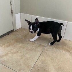Lucky Last Boston Terrier Puppy Available Now/Boston Terrier//Younger Than Six Months,We have 1 male pup still available nicknamed Pizzly. This beautiful little baby is strictly an inside dog and ready for his forever home now. This breed needs a lot of human interaction and lots of time spent with them.This gorgeous guy has a fantastic personality and is very smart. He is a very happy puppy who loves to play but also loves to sit on the couch and chill.This beautiful baby is being raised in the family home and is receiving lots of love and cuddles. He has been vet checked, wormed and microchipped. Both parents have been DNA tested and are true Boston Terriers. DNA results can be viewed on request.BRN - BTQLD198380RPBA - 4935For more information contactJonie ******9784 REVEAL_DETAILS 