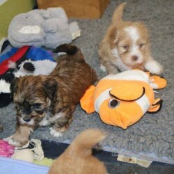 Adopt a dog:Havanese Pedigree Puppies/Havanese//Younger Than Six Months,If you are reading this then there are puppies available.Puppy will be ready to go from early February 2022 at 9 weeks of age.I cannot send to WA, NT or TAS as I will not fly my puppies.Are you looking for a pup to join your family; a pup that is very smart, easy to train, loves people and other animals, looks glorious and will keep you totally entertained? The Havanese breed is exactly what you are seeking. They are pure bred registered puppies, are raised in the house then into their own dedicated puppy yard filled with toys and stimulating things to do. They are kept with their Mum and are well socialised with many different animals and lots of human contact. The Havanese are low-shedding and non-allergenic so many people with alergies cope well with the breedPuppy's come with pedigree papers, microchipped, two vaccinations and vet wellness reports, 6 weeks insurance and forever breeder support.Before considering a x oodle breed, have a look at the Havanese knowing you are getting many generations of healthy, well cared for dogs with a full history.Breeder - MDBA - 11118Please view website for lots more information www.kerrishavanese.com - then click on the link on the Puppies page to complete the Questionnaire.If responding from Gumtree site please do not just forward their standard reply. Provide me with some information on why you are seeking a Havanese and some information on your environment and family and your email contact. One line responses will be ignored.Note the images are of previous litters and are not the available puppies.