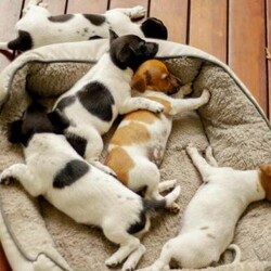 Adopt a dog:Jack Russell/Jack Russell Terrier//Younger Than Six Months,Jack Russel cross Fox Terrier $1,5001 Girls 1 Boy left black and white8 weeks old wormed, vaccinated, microchipped and ready to goBeautiful natured dog