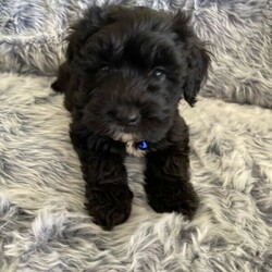 Adopt a dog:Standard Smithapoo’s (poodle x Smithfield) Free delivery Syd & QLD/Other//Younger Than Six Months,5 x Standard Smithapoo’s (Smithfield x standard poodle) ready to go from the 12th December.2 x cream males3 x black malesPuppies come :- With first round of vaccinations & microchip- Vet check report- 6 weeks free pet insurance- Not desexed- Wormed every 2 weeksThe puppies have been raised indoors and outdoors, and around children and other puppies.The mother is a grey/beige long hair Smithfield who is weighs 16kg, the dad is a cream standard poodle who is also DNA tested and hip scored who weighs 29kg. I can send photos of parents on request. These puppies will be low to non shedding and should go to nearly non shedding when their adult coat comes through. They are much more ‘fluffier’ than a groodle, labradoodle and Bordoodle.Tasmanian Smithfield’s are a highly intelligent herding dog. They have a shaggy coat, are quite active and require exercise, and love to be trained. Our girls are very laid back dogs who lay around our yard and are just pets, we don’t use them as working dogs. They are extremely loyal and are also known to be great with kids due to their natural herding instincts. The mix with a standard poodle will create a beautiful family pet with a way fleece low to non shedding coat.Once our puppies leave, we:- Would love to see updates!- Offer a rehoming policy- Offer a 12 month health guarantee- Have a Facebook page you can stay in touch or see other puppies we have bred- Offer support and are free to talk at any time throughout your puppies lifeFull members of AAPDB: 16947We have a website & Facebook page Country Canine Co. Please look on our Facebook page for photos of the previous litters.Puppies are located in Nyngan, near Dubbo NSW. We also accept interstate buyers but travel will be at your cost. We are going to sydney on the 5/6th January and can bring these puppies through