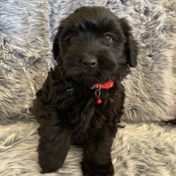 Adopt a dog:Standard Smithapoo’s (poodle x Smithfield) Free delivery Syd & QLD/Other//Younger Than Six Months,5 x Standard Smithapoo’s (Smithfield x standard poodle) ready to go from the 12th December.2 x cream males3 x black malesPuppies come :- With first round of vaccinations & microchip- Vet check report- 6 weeks free pet insurance- Not desexed- Wormed every 2 weeksThe puppies have been raised indoors and outdoors, and around children and other puppies.The mother is a grey/beige long hair Smithfield who is weighs 16kg, the dad is a cream standard poodle who is also DNA tested and hip scored who weighs 29kg. I can send photos of parents on request. These puppies will be low to non shedding and should go to nearly non shedding when their adult coat comes through. They are much more ‘fluffier’ than a groodle, labradoodle and Bordoodle.Tasmanian Smithfield’s are a highly intelligent herding dog. They have a shaggy coat, are quite active and require exercise, and love to be trained. Our girls are very laid back dogs who lay around our yard and are just pets, we don’t use them as working dogs. They are extremely loyal and are also known to be great with kids due to their natural herding instincts. The mix with a standard poodle will create a beautiful family pet with a way fleece low to non shedding coat.Once our puppies leave, we:- Would love to see updates!- Offer a rehoming policy- Offer a 12 month health guarantee- Have a Facebook page you can stay in touch or see other puppies we have bred- Offer support and are free to talk at any time throughout your puppies lifeFull members of AAPDB: 16947We have a website & Facebook page Country Canine Co. Please look on our Facebook page for photos of the previous litters.Puppies are located in Nyngan, near Dubbo NSW. We also accept interstate buyers but travel will be at your cost. We are going to sydney on the 5/6th January and can bring these puppies through