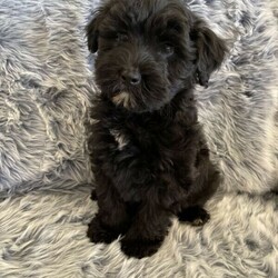 Adopt a dog:Standard Smithapoo’s (poodle x Smithfield) Free delivery Syd & QLD/Other//Younger Than Six Months,5 x Standard Smithapoo’s (Smithfield x standard poodle) ready to go from the 12th December.2 x cream males3 x black malesPuppies come :- With first round of vaccinations & microchip- Vet check report- 6 weeks free pet insurance- Not desexed- Wormed every 2 weeksThe puppies have been raised indoors and outdoors, and around children and other puppies.The mother is a grey/beige long hair Smithfield who is weighs 16kg, the dad is a cream standard poodle who is also DNA tested and hip scored who weighs 29kg. I can send photos of parents on request. These puppies will be low to non shedding and should go to nearly non shedding when their adult coat comes through. They are much more ‘fluffier’ than a groodle, labradoodle and Bordoodle.Tasmanian Smithfield’s are a highly intelligent herding dog. They have a shaggy coat, are quite active and require exercise, and love to be trained. Our girls are very laid back dogs who lay around our yard and are just pets, we don’t use them as working dogs. They are extremely loyal and are also known to be great with kids due to their natural herding instincts. The mix with a standard poodle will create a beautiful family pet with a way fleece low to non shedding coat.Once our puppies leave, we:- Would love to see updates!- Offer a rehoming policy- Offer a 12 month health guarantee- Have a Facebook page you can stay in touch or see other puppies we have bred- Offer support and are free to talk at any time throughout your puppies lifeFull members of AAPDB: 16947We have a website & Facebook page Country Canine Co. Please look on our Facebook page for photos of the previous litters.Puppies are located in Nyngan, near Dubbo NSW. We also accept interstate buyers but travel will be at your cost. We are going to sydney on the 5/6th January and can bring these puppies through