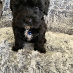 Adopt a dog:Standard Smithapoo’s (poodle x Smithfield) Free delivery Syd & QLD/Other//Younger Than Six Months,5 x Standard Smithapoo’s (Smithfield x standard poodle) ready to go from the 12th December.2 x cream males3 x black malesPuppies come :- With first round of vaccinations & microchip- Vet check report- 6 weeks free pet insurance- Not desexed- Wormed every 2 weeksThe puppies have been raised indoors and outdoors, and around children and other puppies.The mother is a grey/beige long hair Smithfield who is weighs 16kg, the dad is a cream standard poodle who is also DNA tested and hip scored who weighs 29kg. I can send photos of parents on request. These puppies will be low to non shedding and should go to nearly non shedding when their adult coat comes through. They are much more ‘fluffier’ than a groodle, labradoodle and Bordoodle.Tasmanian Smithfield’s are a highly intelligent herding dog. They have a shaggy coat, are quite active and require exercise, and love to be trained. Our girls are very laid back dogs who lay around our yard and are just pets, we don’t use them as working dogs. They are extremely loyal and are also known to be great with kids due to their natural herding instincts. The mix with a standard poodle will create a beautiful family pet with a way fleece low to non shedding coat.Once our puppies leave, we:- Would love to see updates!- Offer a rehoming policy- Offer a 12 month health guarantee- Have a Facebook page you can stay in touch or see other puppies we have bred- Offer support and are free to talk at any time throughout your puppies lifeFull members of AAPDB: 16947We have a website & Facebook page Country Canine Co. Please look on our Facebook page for photos of the previous litters.Puppies are located in Nyngan, near Dubbo NSW. We also accept interstate buyers but travel will be at your cost. We are going to sydney on the 5/6th January and can bring these puppies through