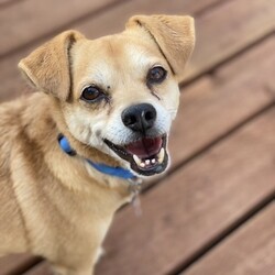 Adopt a dog:Bailey/Puggle/Male/Adult,Adopt Bailey! Puggle blend, apx 3-5y, NM, 17lbs. Gold and white. Needs an active, seasoned, home owner with a secured yard.  Apply: KenMarRescue.org

***

Baily is a sweet and lovable boy.  He is crazy smart and easily adapts to new surroundings.  

Bailey was rescued from a shelter where he was categorized as 