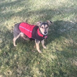 Adopt a dog:Shealagh Shower/Terrier/Female/Baby,Adoptable in: MA, RI, NH, CT, and VT

Good with dogs: Yes
Good with cats: Unknown
Good with kids: Yes, older children
Crate trained: Yes
House trained: Working on it

Shealagh is very energetic, playful girl with a giant personality! She is always on the go and would do best in an active home. Shealagh is sweet and outgoing and loves to be close to her humans.

Shealagh does well with dogs but has not been cat tested. She does well with older kids but has not been around small children. Shealagh is crate trained but is learning her house and leash training.

Please Note: All dogs currently available for adoption are posted on our website. If you cannot find a particular dog on our website, he/she may be on a temporary foster hold. All dogs are otherwise posted until they are officially adopted. This dog may have other interested adopters in line. If you are interested in adopting, please fill out an application.