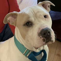Adopt a dog:Axel/Pit Bull Terrier/Male/Adult,Adoptable in: MA, RI, NH, CT, and VT

Good with dogs: Yes, with proper intros
Good with cats: Yes, dog savvy cats
Good with kids: Yes, 13+
Crate trained: Working on it
House trained: Yes

Axel is a gentle giant! He loves to cuddle and be under a blanket. He's pretty chill but can have some energetic moments. Naps are a big thing in his life and he loves to take advantage of them. He enjoys them more if you cuddle him while he naps. He just wants to be near his people. 

Axel does well with other dogs after a proper intro. He mostly ignores other dogs on leash unless they come close to him and then he does his meet and greet of sniffing. He is good with older kids and enjoys cuddling with them and cleaning their faces. He is crate trained but prefers to be out. He settles easily with a bed and blanket in there when he knows you're home, but he is working on being less anxious in the crate when left alone. For this reason, he would do better in a single family home with humans home more often than not. He is also house trained.

Please Note: All dogs currently available for adoption are posted on our website. If you cannot find a particular dog on our website, he/she may be on a temporary foster hold. All dogs are otherwise posted until they are officially adopted. This dog may have other interested adopters in line. If you are interested in adopting, please fill out an application.