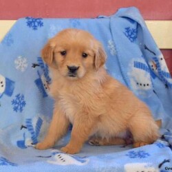 Hailey/Golden Retriever/Female /7 Weeks,Say hello to Hailey! She is a cute Golden Retriever puppy who loves to cuddle and play! This friendly gal is family raised and is great with the children. Hailey is vet checked and up to date on shots and wormer. She can be registered with the AKC, plus comes with a 30 day health guarantee provided by the breeder. Hailey is very well socialized and sure to be a great match for any family. To learn more about this charming pup, please contact the breeder today!