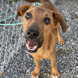 Adopt a dog:me/Shepherd/Male/Baby,Adoptable in: MA, RI, NH, CT, and VT

Good with dogs: Yes, with proper intros
Good with cats: Unknown
Good with kids: Yes, kids 13+
Crate trained: Mostly
House trained: Mostly

Pete Best is an active boy who loves to play with his stuffed squeaky toys and tennis balls. He likes to go for walks but gets overly excited about squirrels and other dogs. At times, he can bark at other dogs while on leash and will need an adopter comfortable with redirection and further leash training. He is good with other dogs after being introduced, but would be happy as a solo pup in the home as well. He does like to eat his food and enjoy his toys separately. 

Pete Best's ideal home will have plenty of puppy play time! Pete Best likes to be near his humans and will follow them throughout the house. He is almost fully crate trained but may have the occasional accident if left alone a full workday. 

Pete Best is a very lovable boy and will make a wonderful dog for some lucky family!

Please Note: All dogs are posted until they are officially adopted. This dog may have other interested adopters in line. If you are interested in adopting, please fill out an application on our website at www.lasthopek9.org.