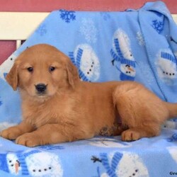 Hickory/Golden Retriever/Male /7 Weeks,Say hello to Hickory! He is a cute Golden Retriever puppy who loves to cuddle and play! This friendly guy is family raised and is great with the children. Hickory is vet checked and up to date on shots and wormer. He can be registered with the AKC, plus comes with a 30 day health guarantee provided by the breeder. Hickory is very well socialized and sure to be a great match for any family. To learn more about this charming pup, please contact the breeder today!