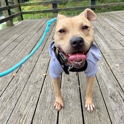 Adopt a dog:Sissy Lou/Staffordshire Bull Terrier/Female/Adult,Adoptable in: MA, RI, NH, CT, and VT

Good with dogs: Yes, with proper intros
Good with cats: Unknown
Good with kids: Yes, older children
Crate trained: Yes
House trained: Mostly

Sissy Lou is super sweet and would be happy in a variety of homes. She's learning how to relax and be a dog but has already warmed up so much in her foster home. New experiences can be overstimulating for her, but at the end of the day, she's super curious and eager to please. Sissy Lou would do best as the only dog in a home and does require proper intros when meeting new dogs. She would be happy living in the suburbs or city.

Please Note: All dogs are posted until they are officially adopted. This dog may have other interested adopters in line. If you are interested in adopting, please fill out an application on our website at www.lasthopek9.org.