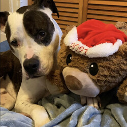 Adopt a dog:Finn Nova/Pit Bull Terrier/Male/Senior,Adoptable in: MA, RI, NH, CT, and VT

Good with dogs: Yes, with proper intros
Good with cats: No
Good with kids: Only kids 16+
Crate trained: Mostly
House trained: Yes

Finn is that rare combination of both smart and sweet. He lives to cuddle with his humans, and hates to be away from them, but also enjoys intellectual pursuits like puzzle toys and learning new commands. He is a very fast learner who already knows sit, touch, and wait, is working on down. He listens well to verbal and touch cues for redirection.

Finn is a dream WFH buddy and loyal office companion. He doesn't love being left alone at home, and while he is crate trained. It's definitely not his favorite place, and he sometimes whines a bit before going in to settle. 

Finn has a moderate energy level he loves to get out of the house and explore the world, and is a great walk-about-town companion. He loves every person he meets along the way! Finn is great with other dogs (with proper intros) but is definitely not a cat person. He is doing phenomenally leash training with a transitional lead, and. He is food (and affection) motivated which helps him make quick progress in his training.

This incredibly affectionate, smart, sweet pup is looking for a furever home with an experienced owner who can provide structure and will continue his training. Finn's ideal life includes lots of love, belly rubs and cuddling with his human(s). This guy has so much love to give, and years and years of good times ahead of him!

Please Note: All dogs are posted until they are officially adopted. This dog may have other interested adopters in line. If you are interested in adopting, please fill out an application on our website at www.lasthopek9.org.