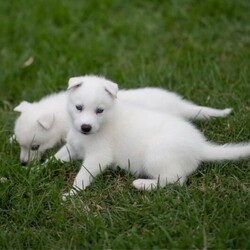 (PEDIGREED) ICE WHITE SIBERIAN HUSKY PUPPYS/Siberian Husky//Younger Than Six Months,For this season , Husky Dynasty presents an exotic ice white litter consisting of 2 males and 4 females all exhibiting steady and positive growth.Puppies come with DNA PAPERWORK, PEDIGREE PAPERWORK(mdba), worming, weaning, microchipping, vaccinations, vet checking. Pupps are also registered on the pet registry, socialised and water ready before leaving our care.Puppies also come: