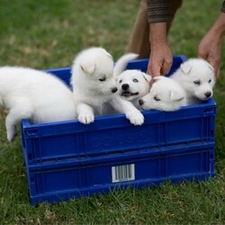 (PEDIGREED) ICE WHITE SIBERIAN HUSKY PUPPYS/Siberian Husky//Younger Than Six Months,For this season , Husky Dynasty presents an exotic ice white litter consisting of 2 males and 4 females all exhibiting steady and positive growth.Puppies come with DNA PAPERWORK, PEDIGREE PAPERWORK(mdba), worming, weaning, microchipping, vaccinations, vet checking. Pupps are also registered on the pet registry, socialised and water ready before leaving our care.Puppies also come: