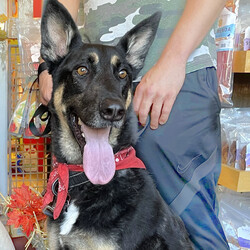 Adopt a dog:Rocky/German Shepherd Dog/Male/Young,Rocky is a gorgeous 3-4 yr old, approx 65 lb, German Shepherd who was surrendered when his family could no longer care for him.  He lived with a more submissive large lab staffy mix and they had good brotherhood but do not need to be adopted together. Rocky would do well in a home who has shepherd or large breed dog experience and understands how to offer structure and leadership. He would need to be the alpha dog in the home. He enjoys his walks but is also happy to kick back and hang out with his people. Kids over 15 yrs in the home okay.