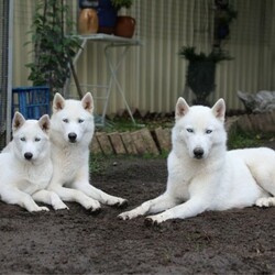 (PEDIGREED) ICE WHITE SIBERIAN HUSKY PUPPYS/Siberian Husky//Younger Than Six Months,For this season , Husky Dynasty presents an exotic ice white litter consisting of 2 males and 4 females all exhibiting steady and positive growth.Puppies come with DNA PAPERWORK, PEDIGREE PAPERWORK(mdba), worming, weaning, microchipping, vaccinations, vet checking. Pupps are also registered on the pet registry, socialised and water ready before leaving our care.Puppies also come: