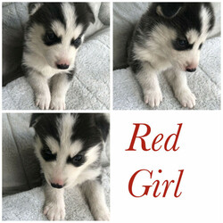Purebred Siberian Husky Puppies/Siberian Husky//Younger Than Six Months,We have a litter of 7 beautiful and healthy Purebred Siberian Husky puppies available, ready for their forever homes on the 12th of February 2022.Red Girl - Brown eyesPink Girl- Brown eyesGreen Boy- Brown eyesBlue Boy- Brown eyesOrange Boy- Brown eyesGrey Boy- Bi eyesBlack Boy- Bi eyesMum and Dad are both black and white purebred huskies, both are very healthy dogs.The puppies are being wormed every 2 weeks and will have their health checks, vaccinations and microchipping done next week at 6 weeks of age, which you’ll receive a copy of.They are being raised around young children and will make a perfect addition to the family, they are a very gentle and loving breed.It would be best to have owned a Husky before and have experience with the breed as they are highly energetic and may not be suitable for your lifestyle.If you have any questions or want to see more pictures, don’t hesitate to reach out.