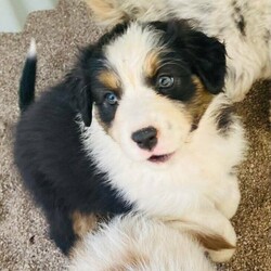 Australian Shepherd Puppies Pure Bred Black Tri Female with Full tail./Australian Shepherd Dog//Younger Than Six Months,"Fires Of Margaret River Litter""Phoenix" Female Black Tri full Tail AvailableGood Head Markings and excellent Tan Points, colour will get more as she grows just stunning. Nicely put together , good type.Temperament - Calmer, Friendly ."Fires Of Margaret River Litter"Named after we had to evacuate from the farm with livestock and our pets.“Born 25/11/2021Dam -Zenderland Lady “AKA Lady Red Tri NBT - DNA clear - Hips and Elbow Score 2Sire -Zenderland Blueberry “AKA” Blue – Blue Merle with Full tail – DNA Clear – Hip and Elbow Score 2Puppy"We strive to breed excellent temperaments, Great bone, substance, wonderful movement, and stunning heads. From fully tested parents.Puppies are well socialized, raised in our home on our farm with livestock, Miniature horses, Goats, and other dogs. They are wormed, microchipped, vaccinated, puppy pack, All Companion pet pups will be on the Limited Register. Dog West WA (Which means not for breeding or showing). But can compete in all other discipline’s obedience, herding etcTo apply for a puppy FIRST need email for a questionnaire and Details at pix******@******com thankyou REVEAL_DETAILS WE ARE IN THE Margaret River AREA Western AustraliaDogswest Membership Number 610003604