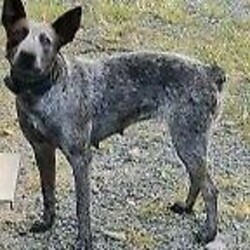 Adopt a dog:Stumpy tail cattle dog pups/Australian Stumpy Tail Cattle Dog//Younger Than Six Months,Cattle Dog pups station bred for working and family protection and property. Reference can be provided from previous litters for working or general enquiries. DOB:11-11-21