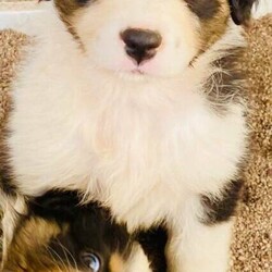 Australian Shepherd Puppies Pure Bred Black Tri Female with Full tail./Australian Shepherd Dog//Younger Than Six Months,"Fires Of Margaret River Litter""Phoenix" Female Black Tri full Tail AvailableGood Head Markings and excellent Tan Points, colour will get more as she grows just stunning. Nicely put together , good type.Temperament - Calmer, Friendly ."Fires Of Margaret River Litter"Named after we had to evacuate from the farm with livestock and our pets.“Born 25/11/2021Dam -Zenderland Lady “AKA Lady Red Tri NBT - DNA clear - Hips and Elbow Score 2Sire -Zenderland Blueberry “AKA” Blue – Blue Merle with Full tail – DNA Clear – Hip and Elbow Score 2Puppy"We strive to breed excellent temperaments, Great bone, substance, wonderful movement, and stunning heads. From fully tested parents.Puppies are well socialized, raised in our home on our farm with livestock, Miniature horses, Goats, and other dogs. They are wormed, microchipped, vaccinated, puppy pack, All Companion pet pups will be on the Limited Register. Dog West WA (Which means not for breeding or showing). But can compete in all other discipline’s obedience, herding etcTo apply for a puppy FIRST need email for a questionnaire and Details at pix******@******com thankyou REVEAL_DETAILS WE ARE IN THE Margaret River AREA Western AustraliaDogswest Membership Number 610003604