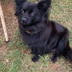 German Spitz Pups For Sale/German Spitz//Younger Than Six Months,Meet our beautiful German Spitz pups.Ready for their new homes 30/1/2022Blue and white Parti male - AvailableBlue male- AvailableBlack female - SoldThey come vaccinated, microchipped, wormed and vet checked.Looking for a beautiful loving home only.Raised on farm with other dogs , birds , horses and cows lolMum and Dad in picsChip numbers 991003001388708 & 991003001388707RPBA number 6263BIN B000614072Located Whiporie- half way between Grafton and CasinowSerious buyers only$4000 negotiable