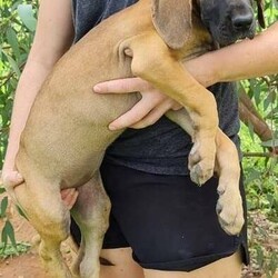 Great Dane Puppies/Great Dane//Younger Than Six Months,We have just 4 stunning pups still available born 1/11/2021, 2 males and 2 females. They are 13 weeks old and already weighing 15kg , they have been held to ensure they are growing nicely and have the best start to what will be a huge growth rate.Mum, is Fawn and Dad is a Blue Fawn. Both have been genetically tested clear ensuring that these pups are not susceptible to genetic health problems.These puppies have been Vaccinated (1st & 2nd Vax completed), Vet Checked, Microchipped, wormed fortnightly. They are just happy guys and they will be big. They have been well socialised with other dogs and have beautiful friendly temperaments. Parents and Grandparents are our dogs and have the same amazing goofy, friendly temperaments.These puppies are being sold as family pets and companions, they love people. They will come with puppy pack, 6 weeks free Pet Insurance, and full medical history, breeder support. Pups are ready to leave now.We are AAPDB Registered Breeders #16452 and fully Vet Audited. Located near Dubbo NSW. We can arrange transport for you within NSW (this is included in puppy price) ask us about other States as we can assist with this also.Photos of the pups and both parents are included. Visits to meet the pups are welcome. More photos and videos are available if distance is a consideration and we do virtual video calls with WhatsApp so you can see the puppies in real time.