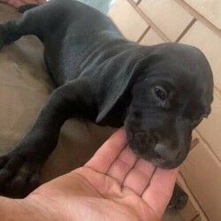 GSP puppies/German Shorthaired Pointer//Younger Than Six Months,5 gsp pups available 4 boys and 1 girlblue collar - boy #956000011359005red collar - boy #956000011331782black collar - boy #956000011372018yellow x - boy #956000011350115no collar - girl #956000011348710father is a pure breed black gsp. mother is 3/4 pure gsp 1/4 pure rhodesian ridgeback.both parents are good family dogs and child friendly.the puppys will be due for their loving and forever home at the end of february they have had their first vaccine and microchip and full vet check.they are been wormed every 2 weeks since they were 2 weeks.if you have any more questions feel free to msg me.