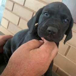 GSP puppies/German Shorthaired Pointer//Younger Than Six Months,5 gsp pups available 4 boys and 1 girlblue collar - boy #956000011359005red collar - boy #956000011331782black collar - boy #956000011372018yellow x - boy #956000011350115no collar - girl #956000011348710father is a pure breed black gsp. mother is 3/4 pure gsp 1/4 pure rhodesian ridgeback.both parents are good family dogs and child friendly.the puppys will be due for their loving and forever home at the end of february they have had their first vaccine and microchip and full vet check.they are been wormed every 2 weeks since they were 2 weeks.if you have any more questions feel free to msg me.