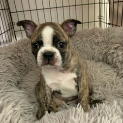Boston Terrier X French Bulldog puppy/Boston Terrier//Younger Than Six Months,We have one beautiful little Male Frenchton puppyPuppy is 5 weeks old DOB 07/01/22Ready for his forever home at 8 weeks old on 03/04/22Puppy is 3/4 Boston Terrier and 1/4 Micro FrenchieHe has beautiful light/blonde markings of brindle and white - he will be a striking looking little dog with a lean physique and long legs like his Boston papaPuppy is well socialised with other dogs and childrenBoth parents are healthy, fit, well socialised animals with excellent breathing and genetic lines / parents are small dogs and puppy will be the same, with dad weighing 8.5kg and mum at only 7kgPuppy will be wormed, vaccinated, microchipped and vet checkedSuitable for pet only families