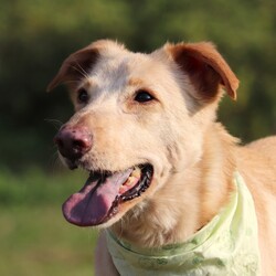 Adopt a dog:Timu/Mixed Breed/Male/Adult,*******************************************************************
PLEASE READ CAREFULLY BEFORE SENDING INQUIRY
********************************************************************
Meet Timu! Available for adoption in the SF Bay Area.

Quick Facts:
5.5 Years old
Male
44 lbs
FMD Mix
- Good with people
-Good with other dogs
- Good with cats
- Housebroken
- Vaccinated and neutered
- Microchipped
- Friendly with strangers & children
- Good on leash

Timu was sent to animal shelter by his previous owner when he just four months old, he’s stayed there for another 4 years and 8 months before our rescue team in Taiwan bailed him out. There are many lovely friendly dogs in animal shelter including Timu, but just few of number to be adopted. Dogs was more fighting for space and food as numbers increasing in same room. Timu was promoted for years by volunteers, they named him “Tien-Tsai” means very popular even if God does love him, but there’s no one to take him home. One of volunteers was broken hearted when he found many wounds on Timu, so he called our rescuers to see if we can help him.

Timu thrived in foster! He immediately took to home life and loves being apart of a family. He loves affection and treats, making him very easy to train. His foster family sings his praises and says he is a quick learner and very easy to have in the home. He is friendly with strangers including kids indoor and in public. He gets along with another dog in foster and friendly with unfamiliar dogs. He is good on leash and enjoys daily walks.

Timu would make a great first dog for first time owners or apartment dog in the city due to his easy going nature. The ideal family will continue working on his training and help him become a good canine citizen!

********************************************************************
If you think you’re the right fit, please submit an adoption application to:

https://www.harasf.org/application

*********************************************************************
Follow us on Instagram for the most up-to-date information about Timu and our other available dogs! IG: hara.sf

*********************************************************************

**PLEASE NOTE**
As much as we'd love to, our small (but mighty!) team may not be able to respond to all inquiries and will prioritize inquiries with an application submission on file. We do not grant meetings with dogs until after your application has been screened and approved for this step. Please be patient with our team & process. Thank you for your cooperation!