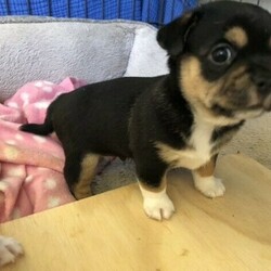 Adopt a dog:Chihuahua Mini Foxie cross Tibetan Spaniel Puppy/Tibetan Spaniel//Younger Than Six Months,Gorgeous male pup ready for his new home. 8 weeks old vacc, microchipped, wormed, flea and tick treated.Pee pad and crate trained, raised in a family home with baby, young child, cat and the mother dog. Parents are last photos.He is very healthy, happy and playful.