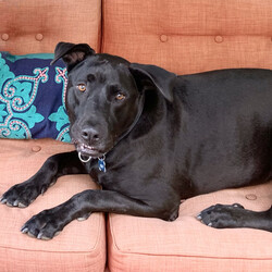 Adopt a dog:Blue/Black Labrador Retriever/Male/Young,Blue is a beautiful 3-4 yr old, approx 65 lb, lab staffy boy who had to be surrendered when his family were no longer able to care for him. He lived with a shepherd who was likely the more dominant of the two. Blue tends to be a big shy at first with new people and places but accepts them once he knows he is safe. He especially enjoys a stroll outdoors, and with an experienced dog savvy person who understands how to manage a large strong dog, can be a very good walker and listens well to his leader. Blue also loves to just hang out with his people.  He would do well as the only dog and would need good introduction if with another dog to ensure compatibility.  He is ready to find his forever home. Kids over 15 yrs in the home okay. Please note that we are currently set up to adopt within the Los Angeles county area.