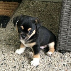 Adopt a dog:Chihuahua Mini Foxie cross Tibetan Spaniel Puppy/Tibetan Spaniel//Younger Than Six Months,Gorgeous male pup ready for his new home. 8 weeks old vacc, microchipped, wormed, flea and tick treated.Pee pad and crate trained, raised in a family home with baby, young child, cat and the mother dog. Parents are last photos.He is very healthy, happy and playful.