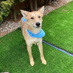 Adopt a dog:Kain/Husky/Male/Young,Kain is about 1.5 years old. He is shepherd husky mix. Loves to give hugs and does know his size, He is good with other dogs and best with older kids. He is high energy and will Need a yard for daily zoomies. No apartments. He is not currently potty trained.

He and his brother Achilles are Not a bonded pair but do love to run and play with each other.

He is fully vetted and up to date on all vaccines. 

Due to the number of requests that we receive on our puppies and dogs, please be advised that all adoption applications are processed in the order received. Once we send you an application, your place in line does not get reserved until your application is returned to us.

Please fill out our application to get started and to set up a meet and greet to get this lovely soul adopted!

https://lp4rrockies.wufoo.com/forms/qa0qut21foyx3u/